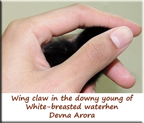 Devna Arora - Wing Claws in White-breasted waterhen young